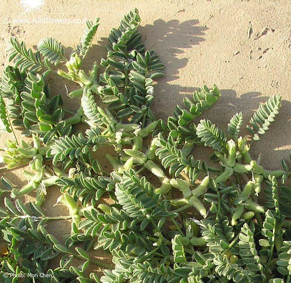Astragalus asterias